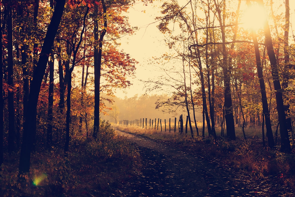 The quiet paths she walked each autumn